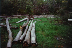 PIC_1365 (Large).JPG