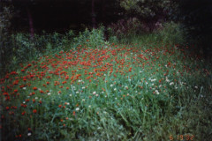 PIC_1400 (Large).JPG