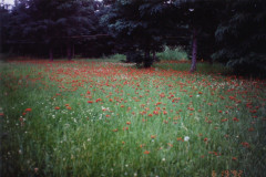 PIC_1403 (Large).JPG