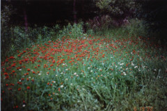 PIC_1404 (Large).JPG