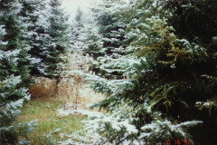 PIC_1406 (Large).JPG