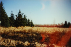 PIC_1414 (Large).JPG