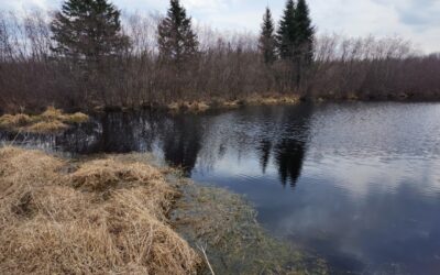 First trip to the Ponds