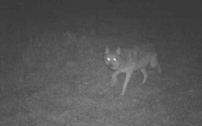 Early Morning Visitor