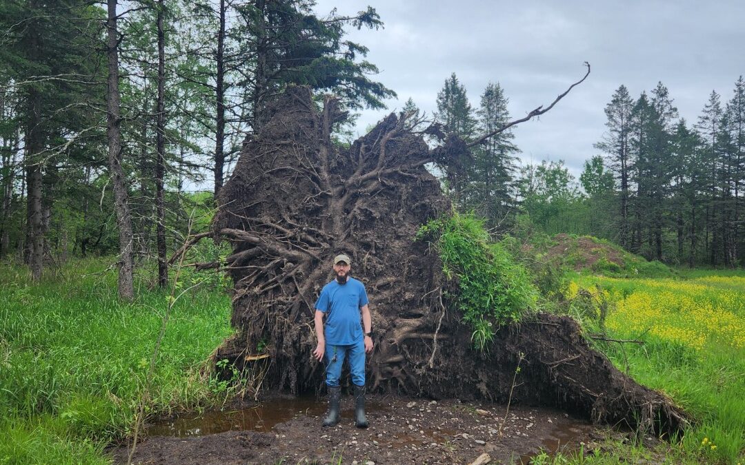 Lost Three Pine Trees