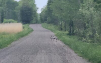 Turkey Walking Down Lake Rd.