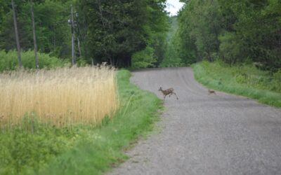 Momma & Her Fawn (Very Small, Only a Few Days Old??)