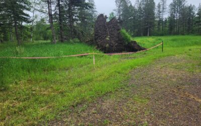 Preparing for Summer 2024 Project(s)