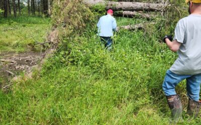 Cutting Pine Tree Roots