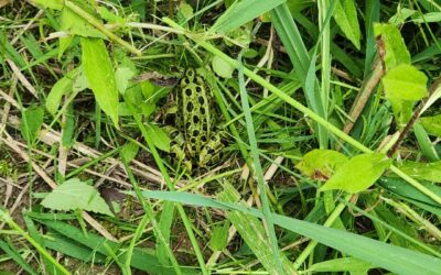 If not Snakes, How About Frogs