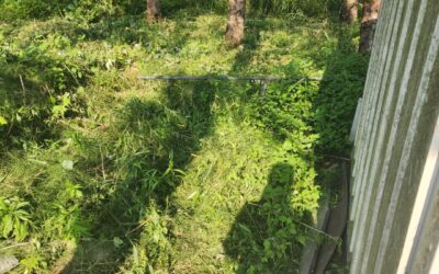 Cleaning Behind the Shed