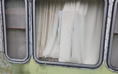 How much is that snake in the window?