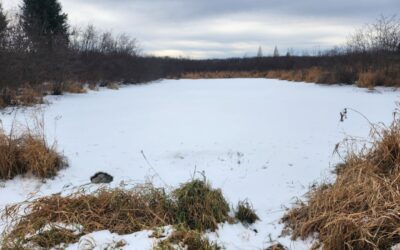 Winter Pond