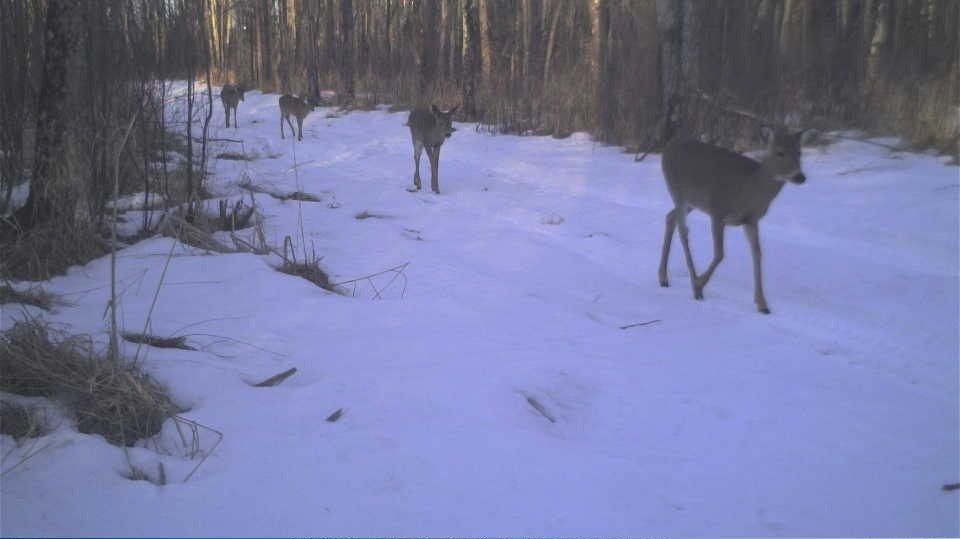 Activity at Crabby Acres