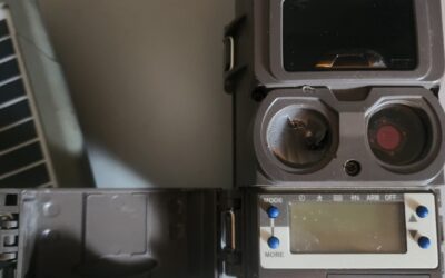 Trail Camera Vs. Bear